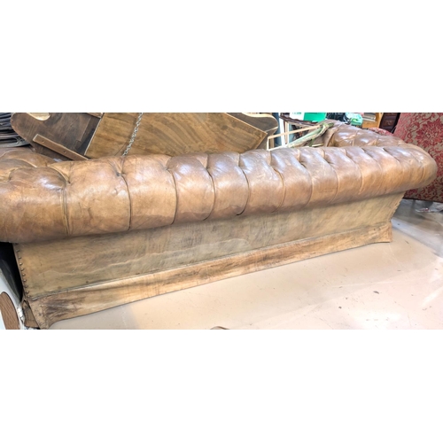 1020 - A very large late early to mid 20th century tan hide scroll arm and back Chesterfield settee with bu... 