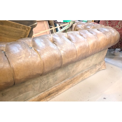 1020 - A very large late early to mid 20th century tan hide scroll arm and back Chesterfield settee with bu... 