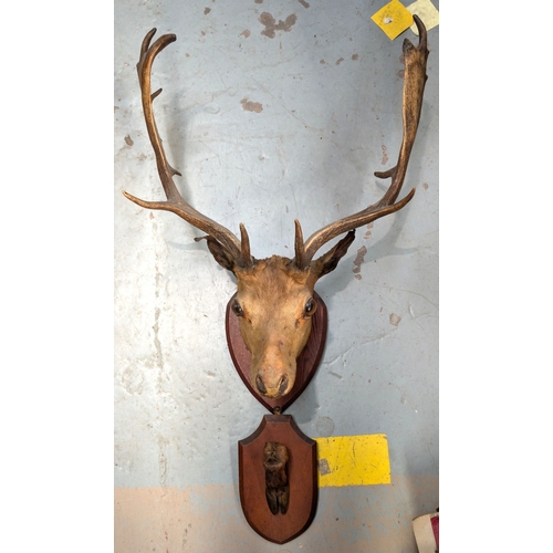 Lot 12        