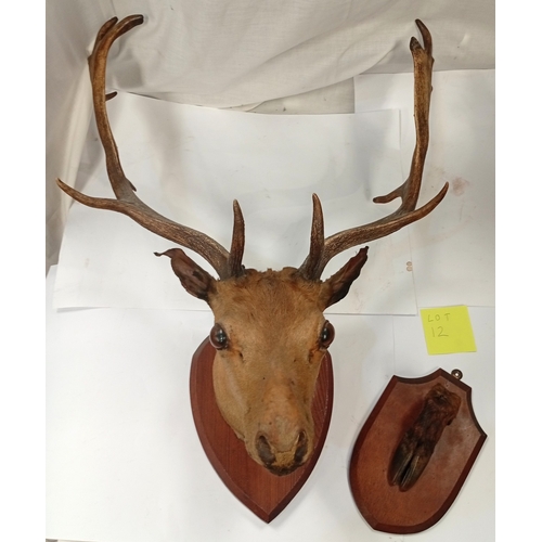12 - TAXIDERMY: a mounted Fallow deer head with antlers...