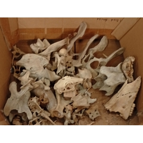 3A - A selection of Human and other bones