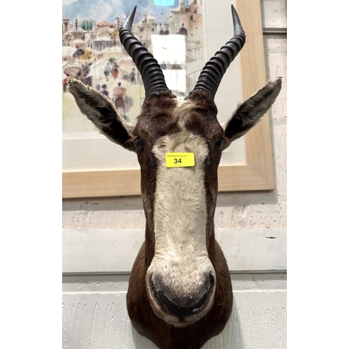 34 - Taxidermy: antelope head and shoulders with horns....