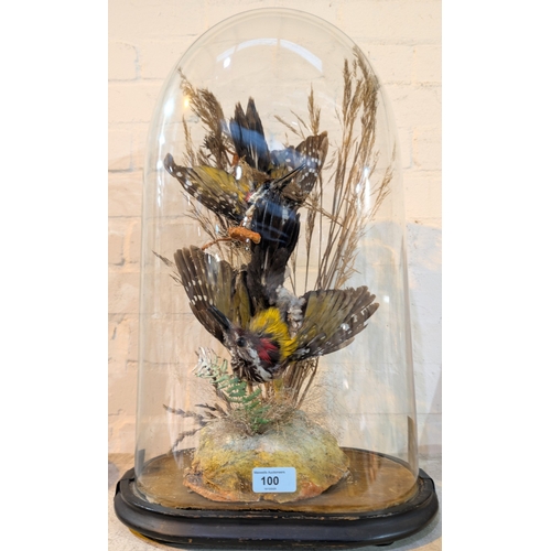 100 - Two Green Woodpeckers with splayed wings under dome in naturalistic setting, height 54cm.