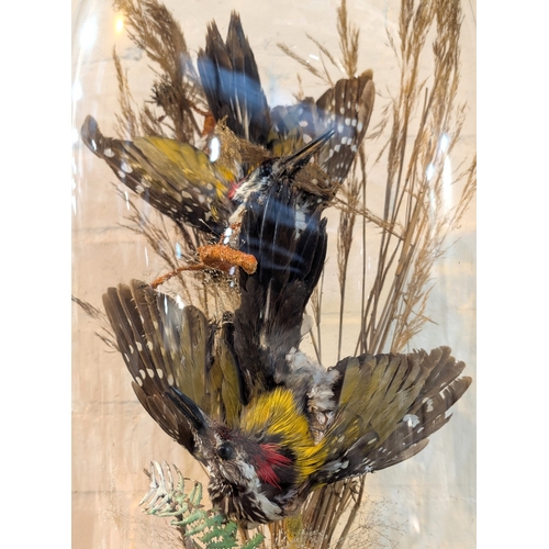 100 - Two Green Woodpeckers with splayed wings under dome in naturalistic setting, height 54cm.