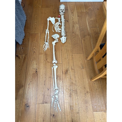 Medical Human Half Skeleton, comprising mostly complete right hand side ...