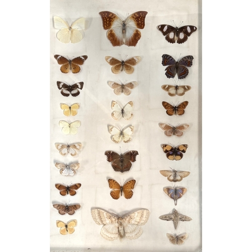42 - Taxidermy / Lepidoptera Interest - a modern framed display case with 11 specimens including a large ... 