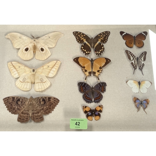 42 - Taxidermy / Lepidoptera Interest - a modern framed display case with 11 specimens including a large ... 