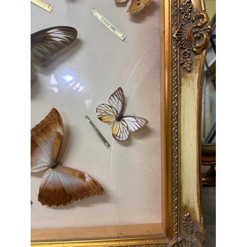49 - A framed collection of butterflies