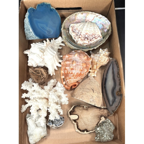 26 - A selection of natural history minerals, shells etc.