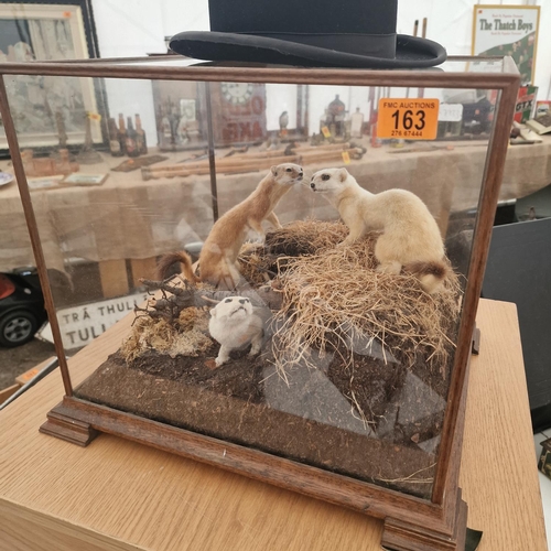 163 - A Beautiful Glass Case With Taxidermy Ferrets