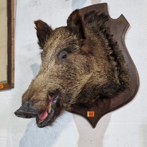 658 - Taxidermy Wild Boar