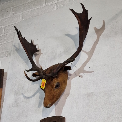 659 - Taxidermy Deer