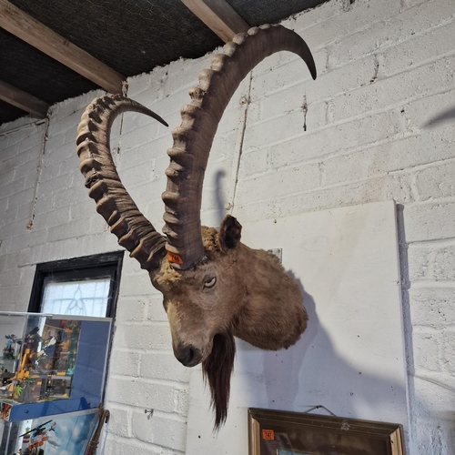 746 - Mounted Taxidermy Ibex Head