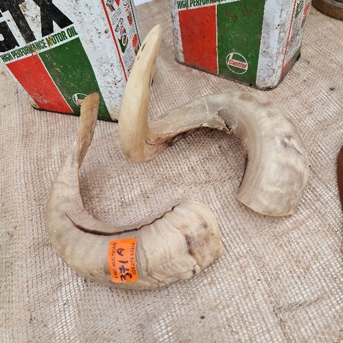 371A - Pair Of Rams Horns