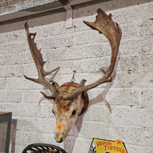 65 - Taxidermy Stag With Antlers