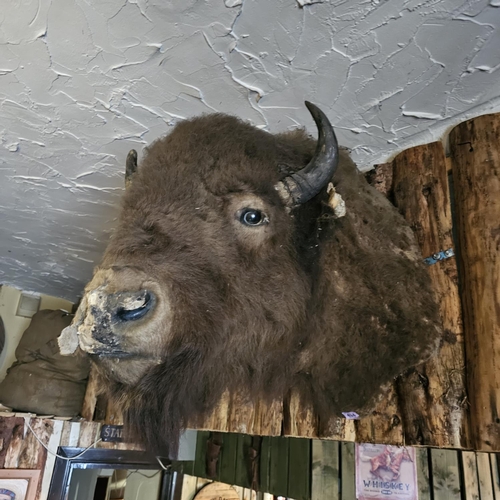 494 - Taxidermy Buffalo Head