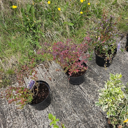 774 - 3x Berberis Plants