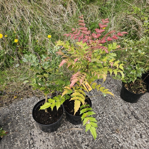 775 - Mohonia Plants x2