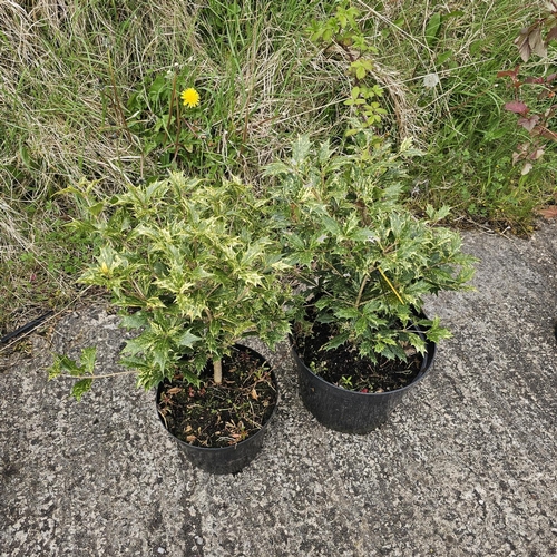 776 - Osman thus Tricolour x2