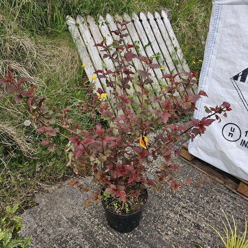 777 - 9 Bark Diablo Tree