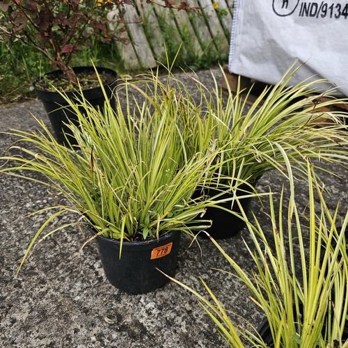 778 - 2x Carex Spider Grass