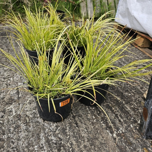 779 - 2x Carex Spider Grass