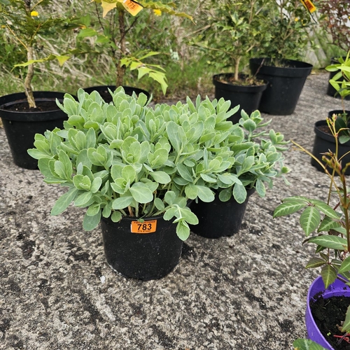 783 - Seadum Plants x2