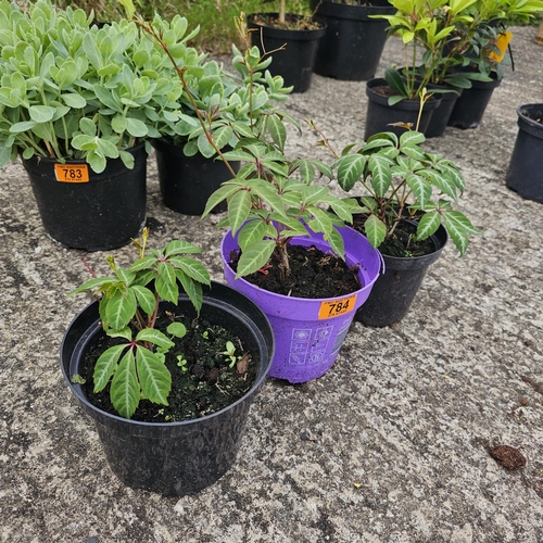 784 - 3x Virginia Creeper Plants