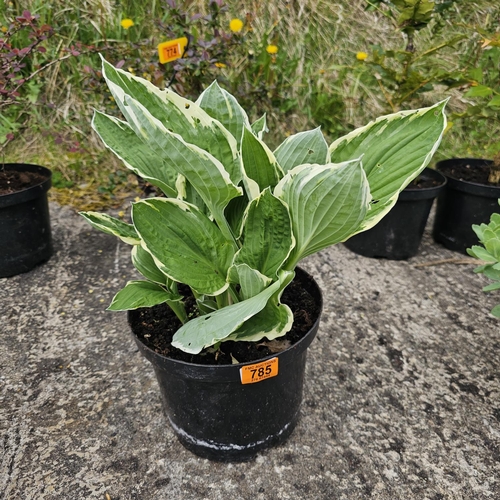 785 - Hosta Plant