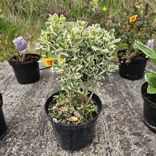 786 - Varigated Ivy Plant