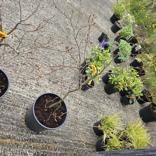 788 - Copper Beech Tree