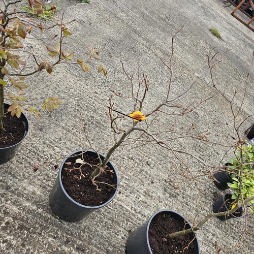 789 - Copper Beech Tree