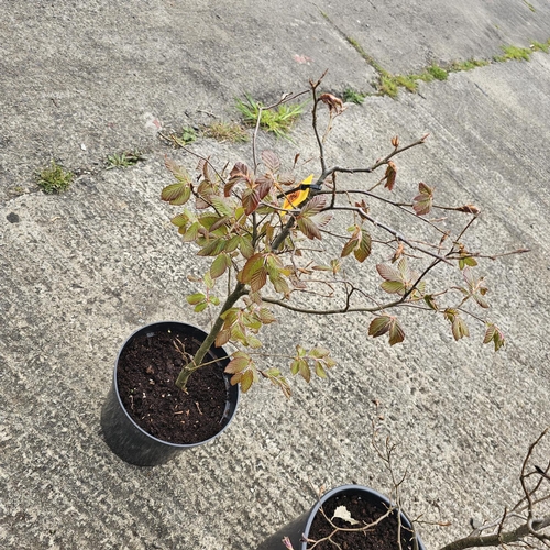 790 - Copper Beech Tree