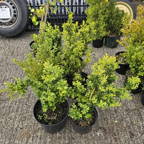 792 - 6x Buxus