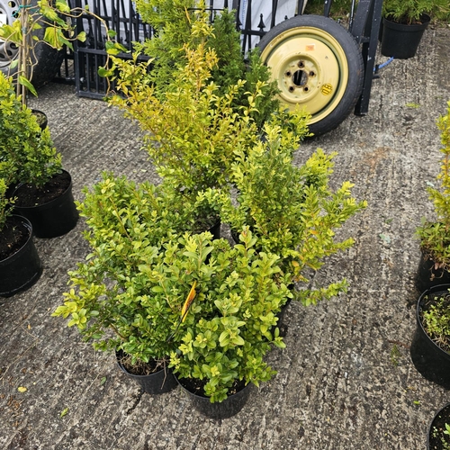 793 - 6x Buxus