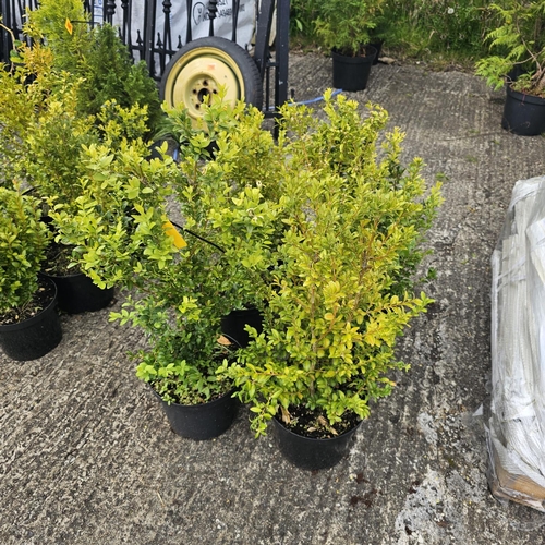 794 - 6x Buxus