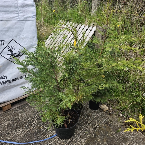 796 - 3 Medium Llandi trees