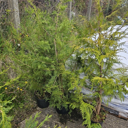 797 - 3 Large Llandi Trees