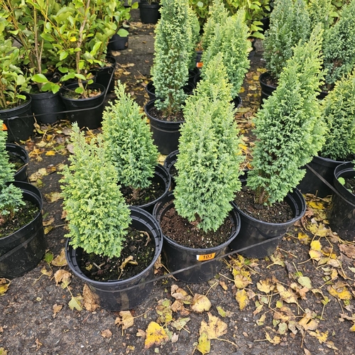 103 - 5 Dwarf Conifers