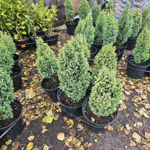 105 - 5 Dwarf Conifers