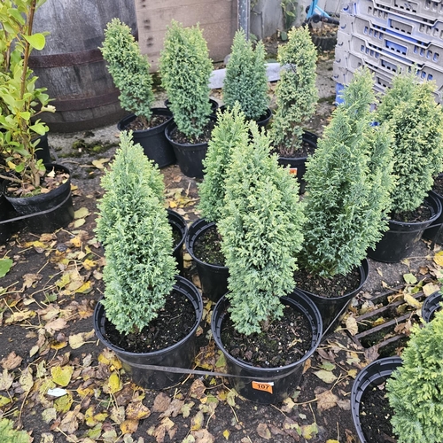 107 - 5 Dwarf Conifers