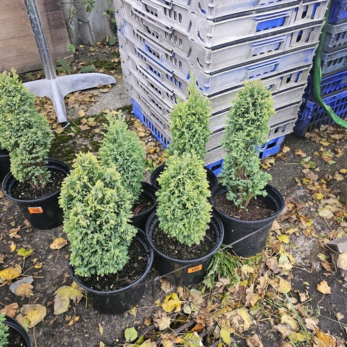 109 - 5 Dwarf Conifers