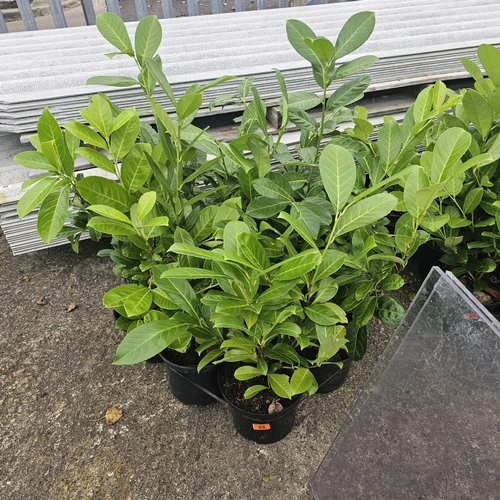 68 - 10 Round Leaf Laurel