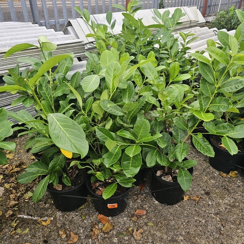 70 - 10 Round Leaf Laurel