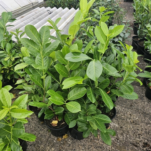 71 - 10 Round Leaf Laurel