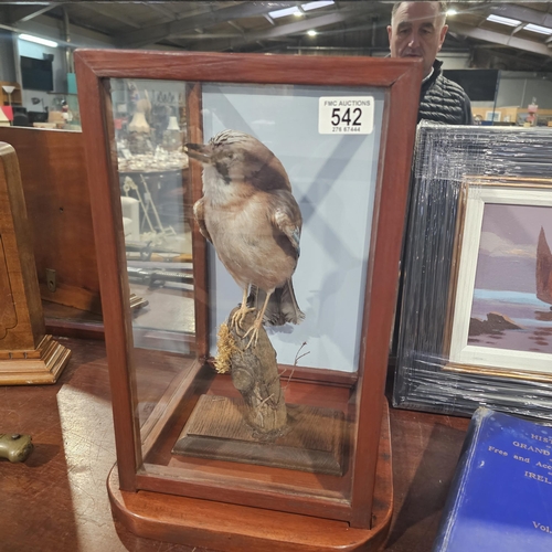 542 - Taxidermy Jay Bird In Glass Display