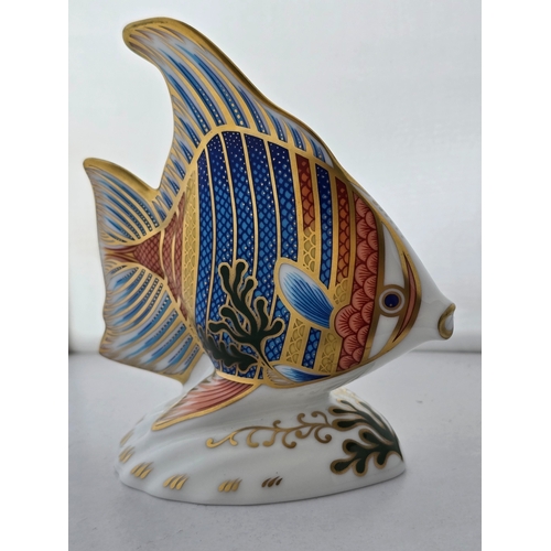 126 - Royal Crown Derby Pacific Angel Fish ceramic paperweight. Doulton Retailers special edition, no 804.... 
