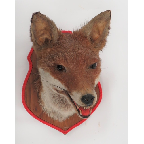 425 - Vintage Taxidermy Fox Head Wall Mount
well mounted head with open mouth showing teeth (composite). &... 