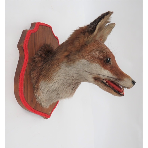 425 - Vintage Taxidermy Fox Head Wall Mount
well mounted head with open mouth showing teeth (composite). &... 