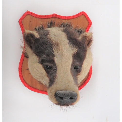 426 - Vintage Taxidermy Badger Head Wall Mount
well mounted head.  Wooden shield mount. ... 